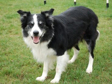 小牧羊犬图片