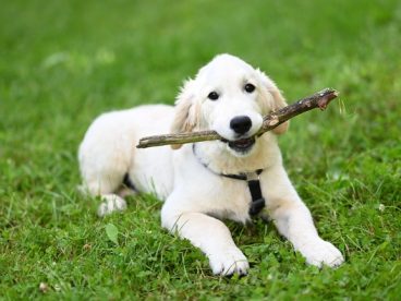 绿色草地可爱白色拉布拉多犬图片