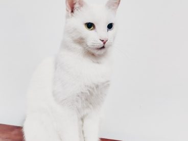 纯白色猫咪图片