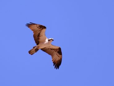 高空自由翱翔的野生飞禽图片