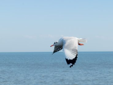 海面上飞翔的海鸥图片