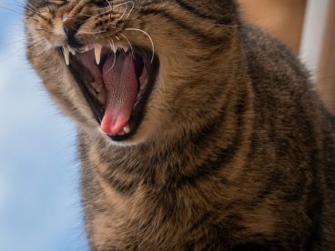 龇牙咧嘴喵星人摄影图片