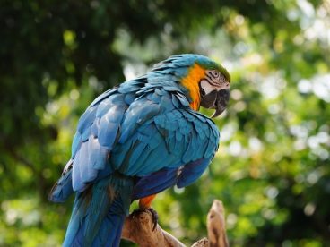 站在树杈上的蓝色金刚鹦鹉图片