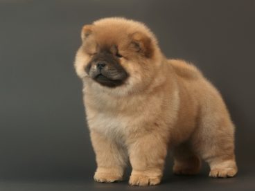 松狮犬图片