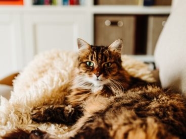 长毛玳瑁色缅因猫图片