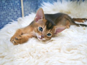 可爱宠物猫图片