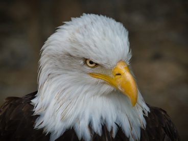 凶猛的白头鹰摄影图片