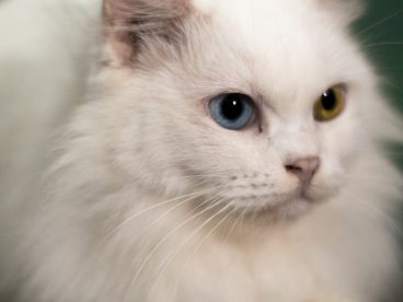 可爱纯白色小猫咪摄影图片