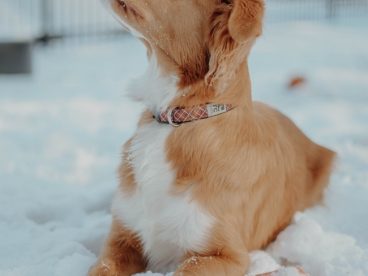 雪地萌狗狗图片