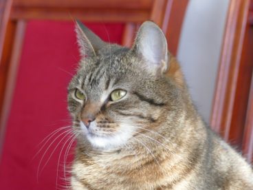 中国纯种狸花猫图片