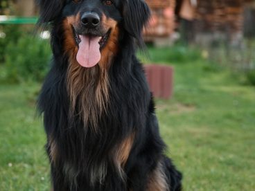 绿色草地霍瓦沃特狗摄影图片