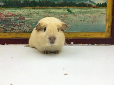 英种天竺鼠是天竺鼠最常见的品种，毛短，体格健壮。不同毛色的英种天竺鼠杂交可形成不同的变种，如纯白色、黑色、棕色等，因此这些非纯种短毛豚鼠，被毛颜色是多样的，但基本是棕黄、黑、白三种颜色，可以棕黄、黑、白相同，形成不规则的斑点，称三色豚鼠