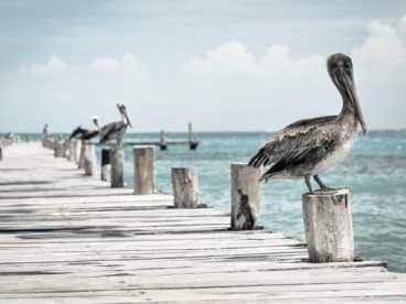 海边鹈鹕图片