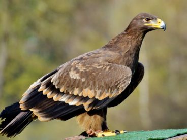 高清老鹰素材图片