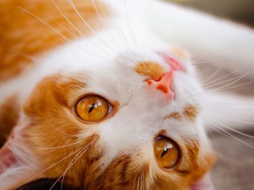 超萌超可爱虎斑猫图片