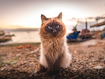 伯曼猫高清图片