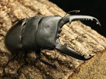 有谁敢把手放进去试一试