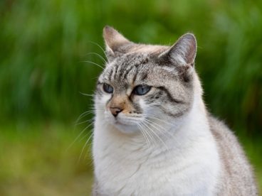 挪威森林猫可爱摄影图片