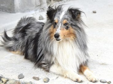 德国牧羊犬宠物狗狗图片