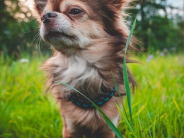 草地可爱奇瓦瓦狗摄影图片