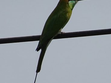 树枝上的蜂鸟图片