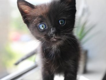 孟买猫图片