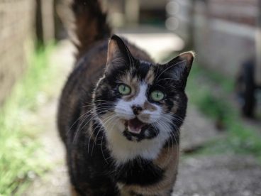 可爱玳瑁猫图片