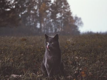冷艳高贵黑猫图片