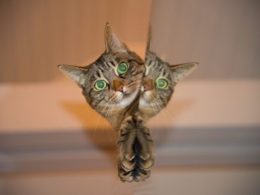 萌萌小猫图片
