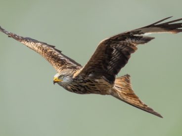 雄鹰展翅霸气高清图片
