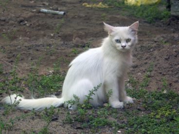 一只白色野猫图片