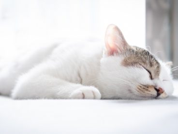 酣睡的小猫图片
