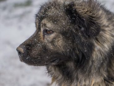 成年高加索犬图片