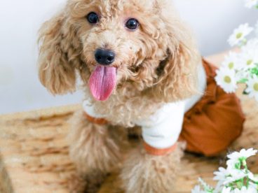 可爱香槟色贵妇犬图片