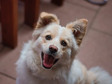 仰着头的可爱狗狗图片