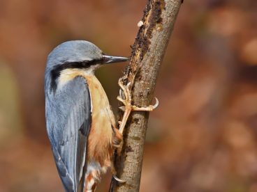 正在捉虫子的野山雀图片