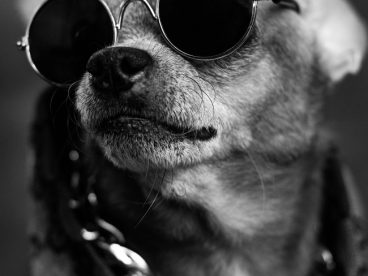 超萌黑白风格宠物狗狗写真图片