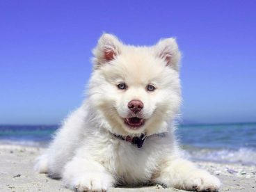 萨摩耶犬