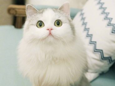 长的不像猫了