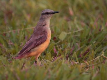 野生小鸟摄影图片