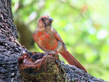 枝头上红色鸟图片