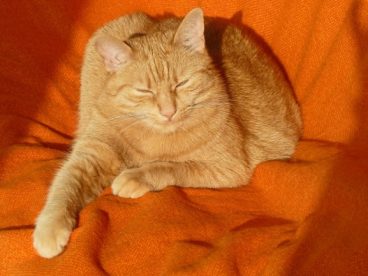 可爱橘猫图片