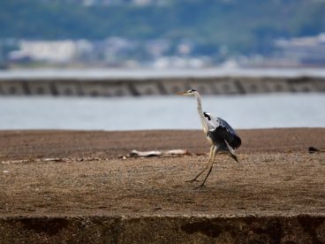 停留在海滩上的苍鹭摄影图片