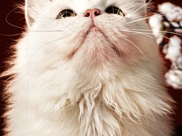 白色波斯猫宠物图片