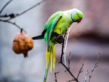 站在树枝上的绿色长尾鹦鹉图片