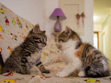 两只小猫对视图片