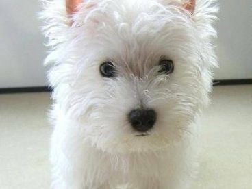 西高地白梗,性格快乐，自信，温和，活泼好动，有耐力，警惕性强，极富感情，对主人有好且忠诚