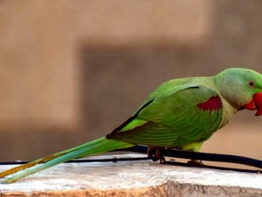 可爱绿色鹦鹉图片