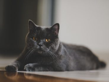 灰色英国短毛猫图片