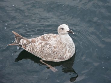 游水的海鸥图片
